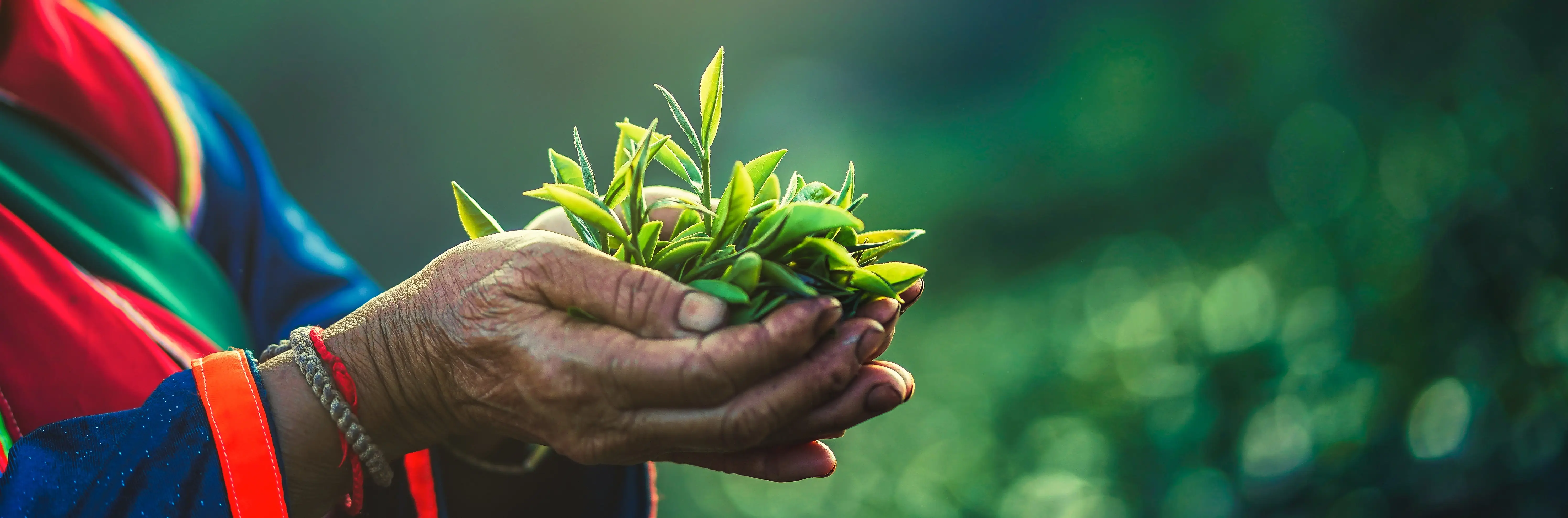 Green tea, a natural source of L-theanine