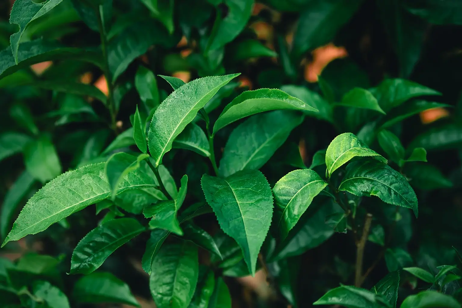 A calm, focused morning ritual with tea