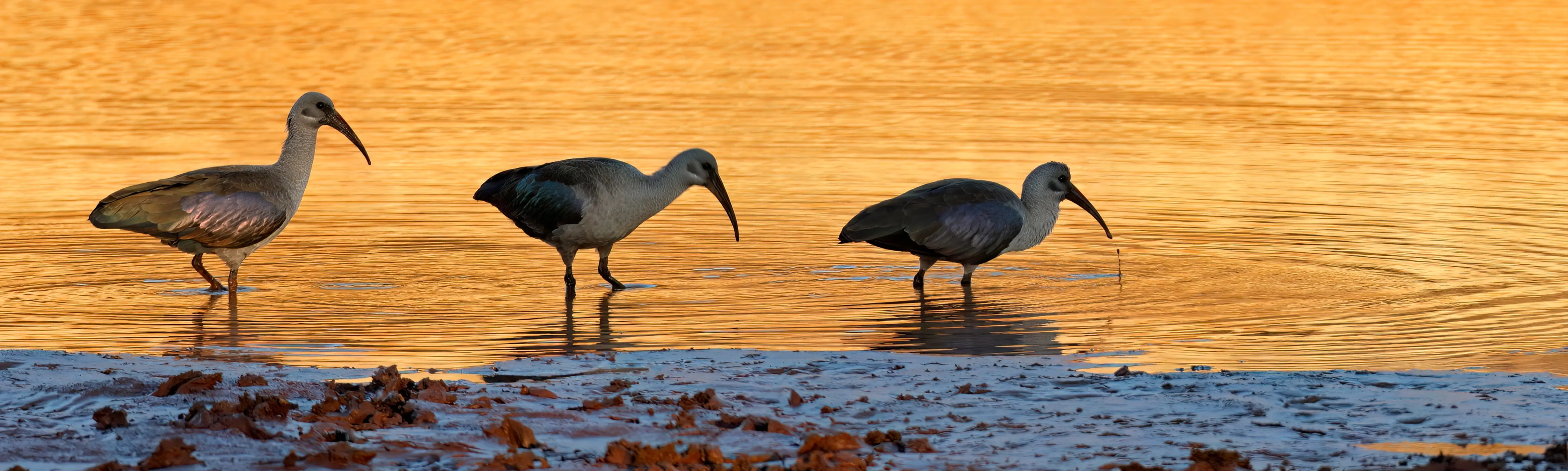 Great Salt Lake wetlands at golden hour