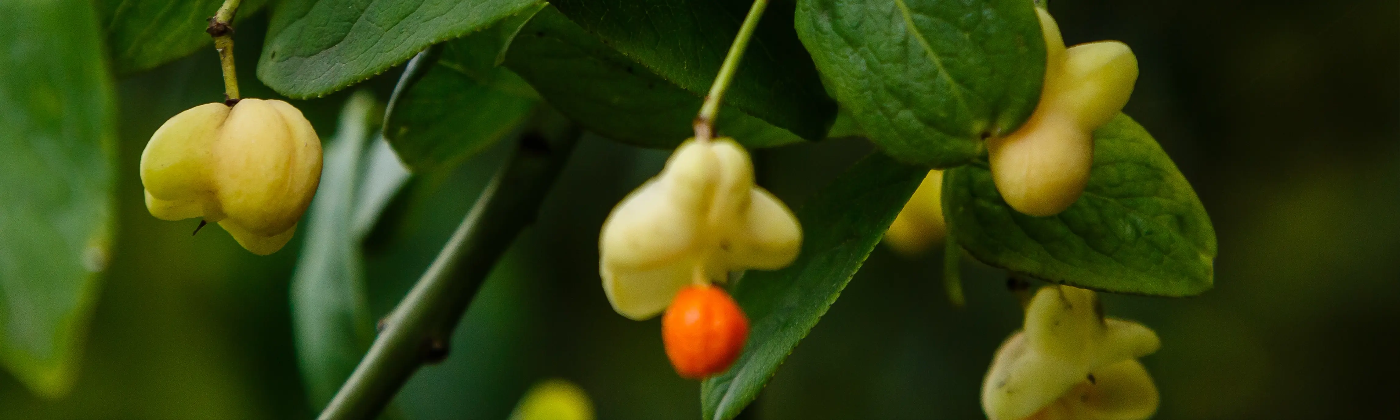 Ashwagandha roots and leaves beside a standardized extract