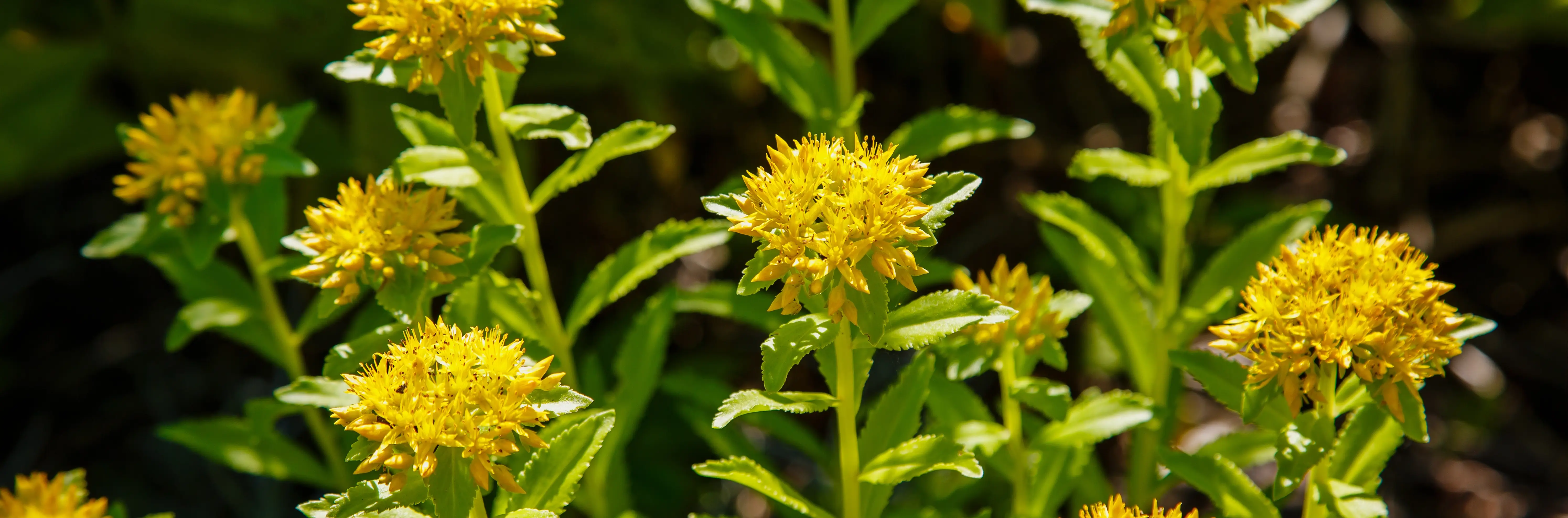 Golden root and rhizome of Rhodiola rosea beside yellow flowers