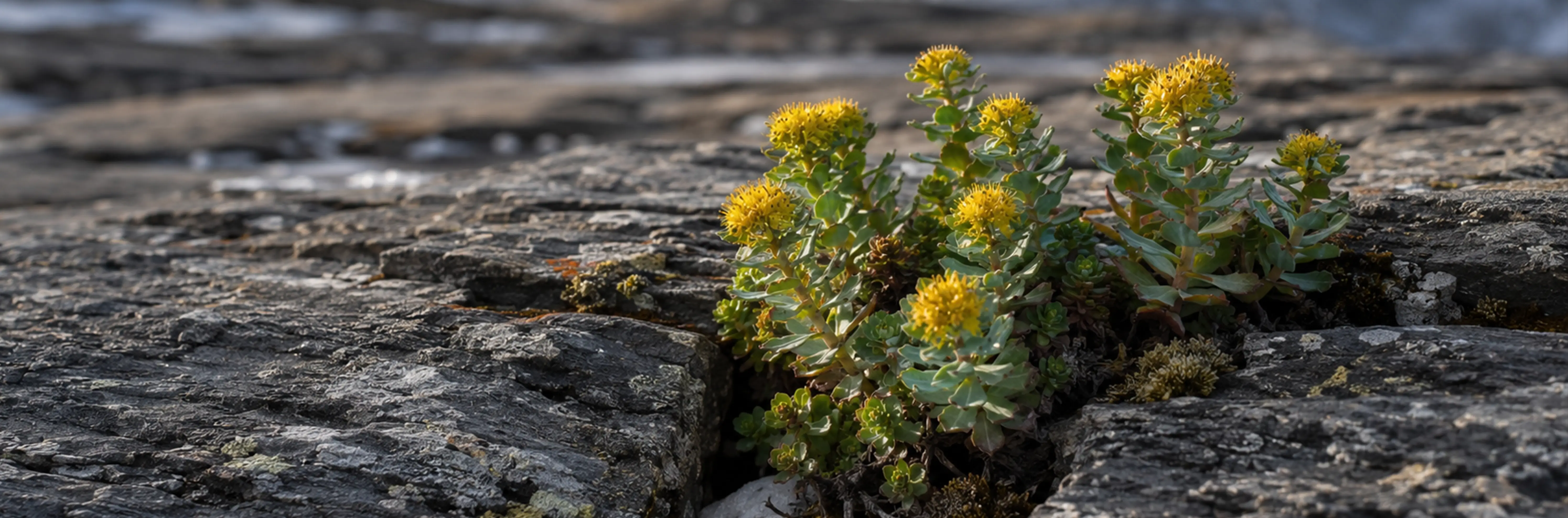 Rhodiola rosea emerging from Arctic rock under summer light