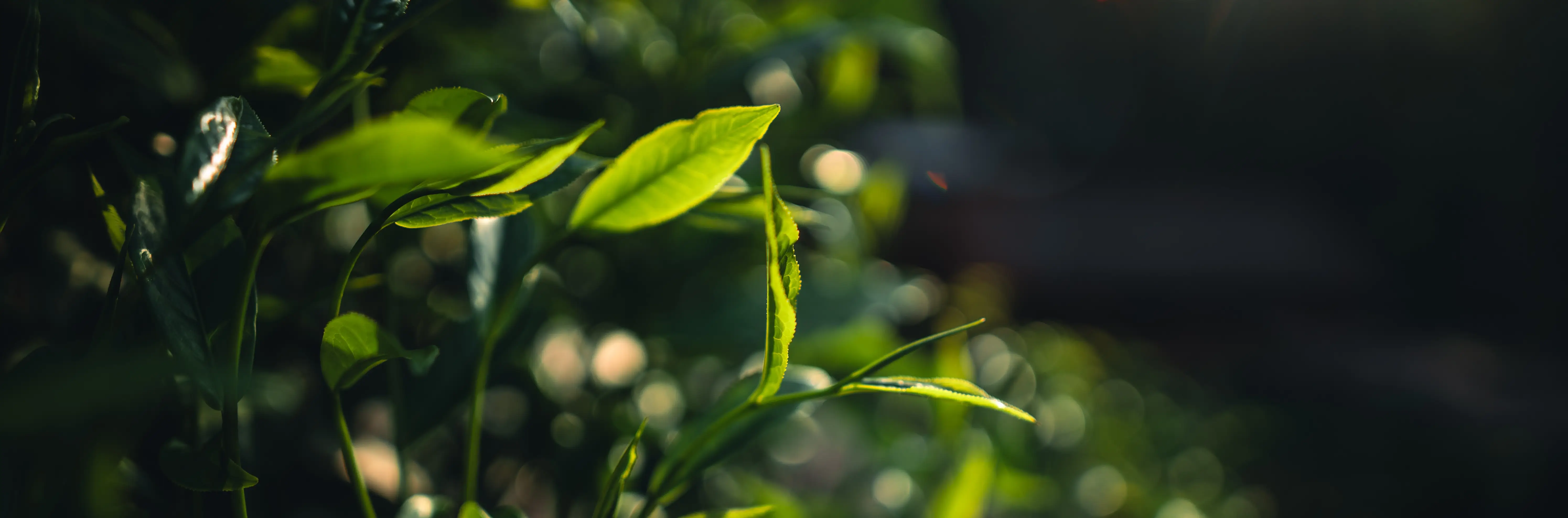 Sunlit green tea leaves in close soft-focus detail