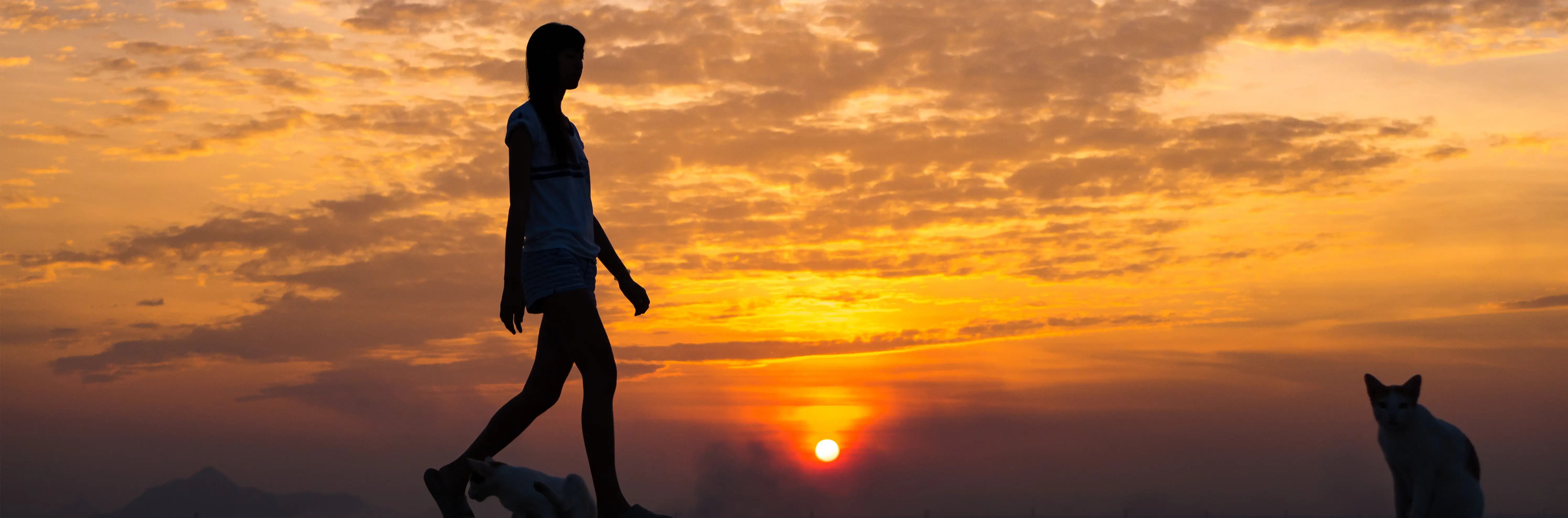 A woman walking at sunset with two cats nearby